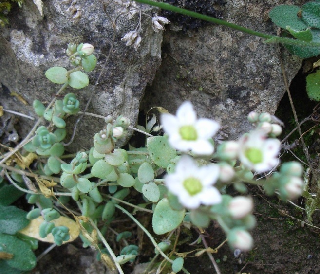 Sedum dasyphyllum